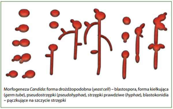 Zakażenie Candida Albicans 2